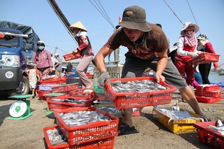 154 loại hải sản tầng đáy miền Trung khuyến cáo không nên ăn
