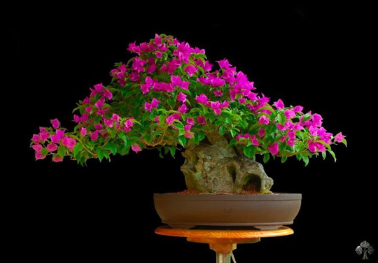 Gợi ý những chậu bonsai hoa siêu đẹp chơi Tết 2018