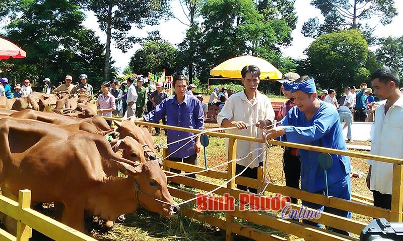 Trà thanh nhiệt Dr Thanh tặng hơn 3.000 con bò đến người nghèo