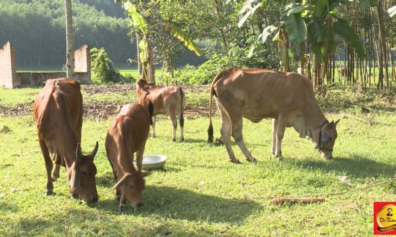 Gia đình nghèo ở Bình Phước từng bước thoát nghèo nhờ nuôi bò Lục Lạc Vàng