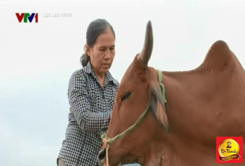 Người phụ nữ đơn thân nhờ nuôi bò Lục lạc vàng mà có tiền chữa bệnh
