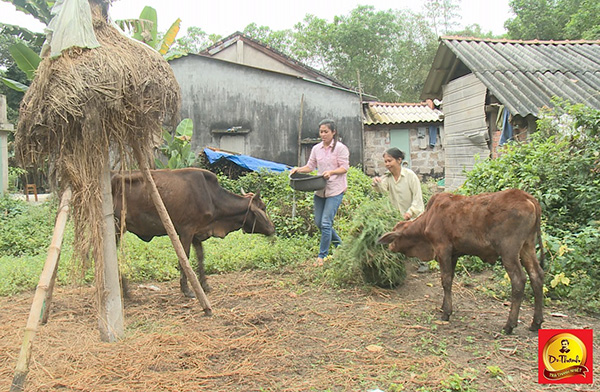Cặp bò giống tiếp sức một gia đình xứ Quảng thoát nghèo