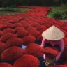 Cuộc thi nhiếp ảnh ‘Siena quốc tế 2018’: 2 bức ảnh chụp vẻ đẹp Việt Nam đoạt giải