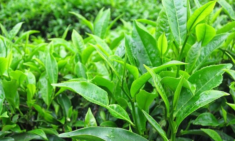 Những lợi ích tuyệt vời mà trà xanh mang lại đối với sức khỏe