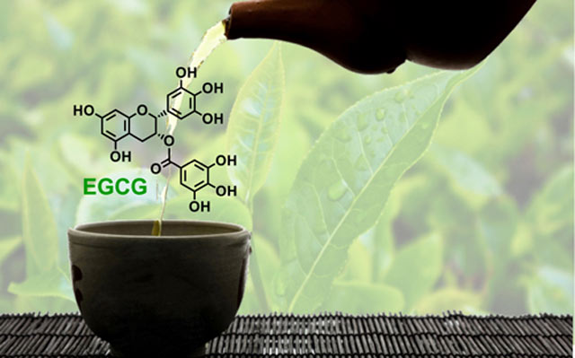Hợp chất EGCG giúp trà xanh đóng chai trở thành vua thức uống giải khát