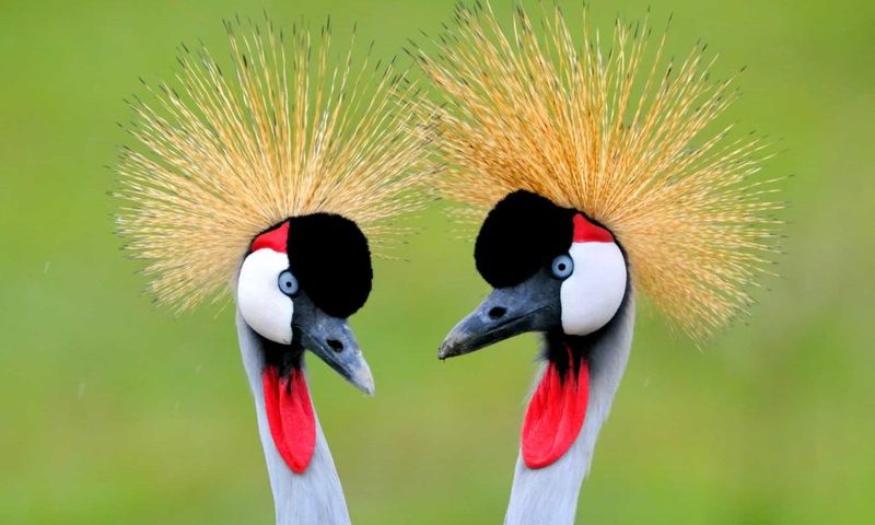 Những chú chim có bộ lông đẹp nhất thế giới