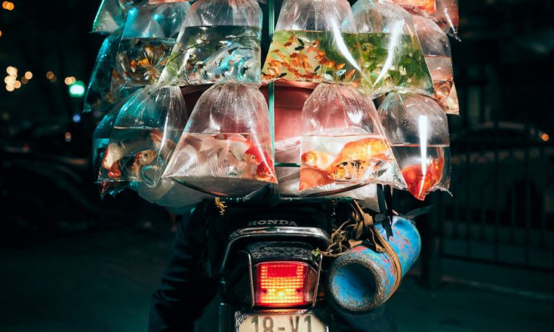 Xe bán cá cảnh rong ở Việt Nam chiến thắng giải ảnh tại Mỹ