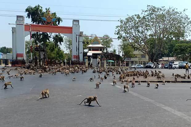 Khỉ ‘chiếm giữ’ một thành phố Thái Lan
