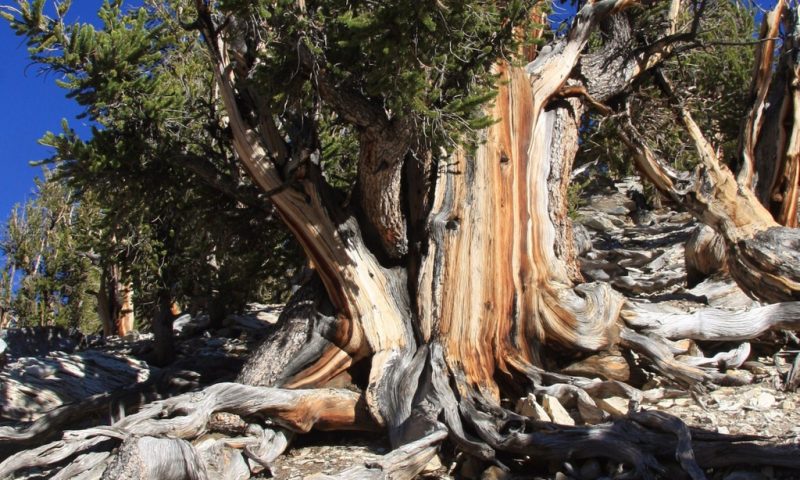 6 cây cổ thụ lâu đời nhất Trái Đất