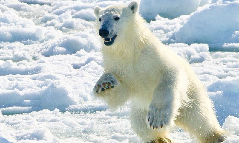 Nơi gấu Bắc Cực nhiều hơn con người